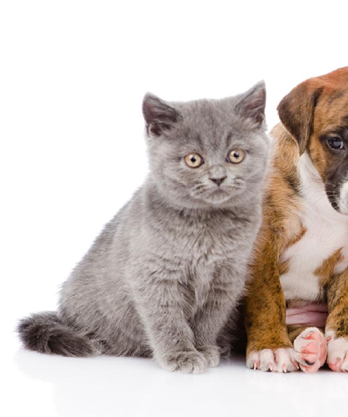 You Can Adopt A Pet For Only 29 From Rspca This Weekend