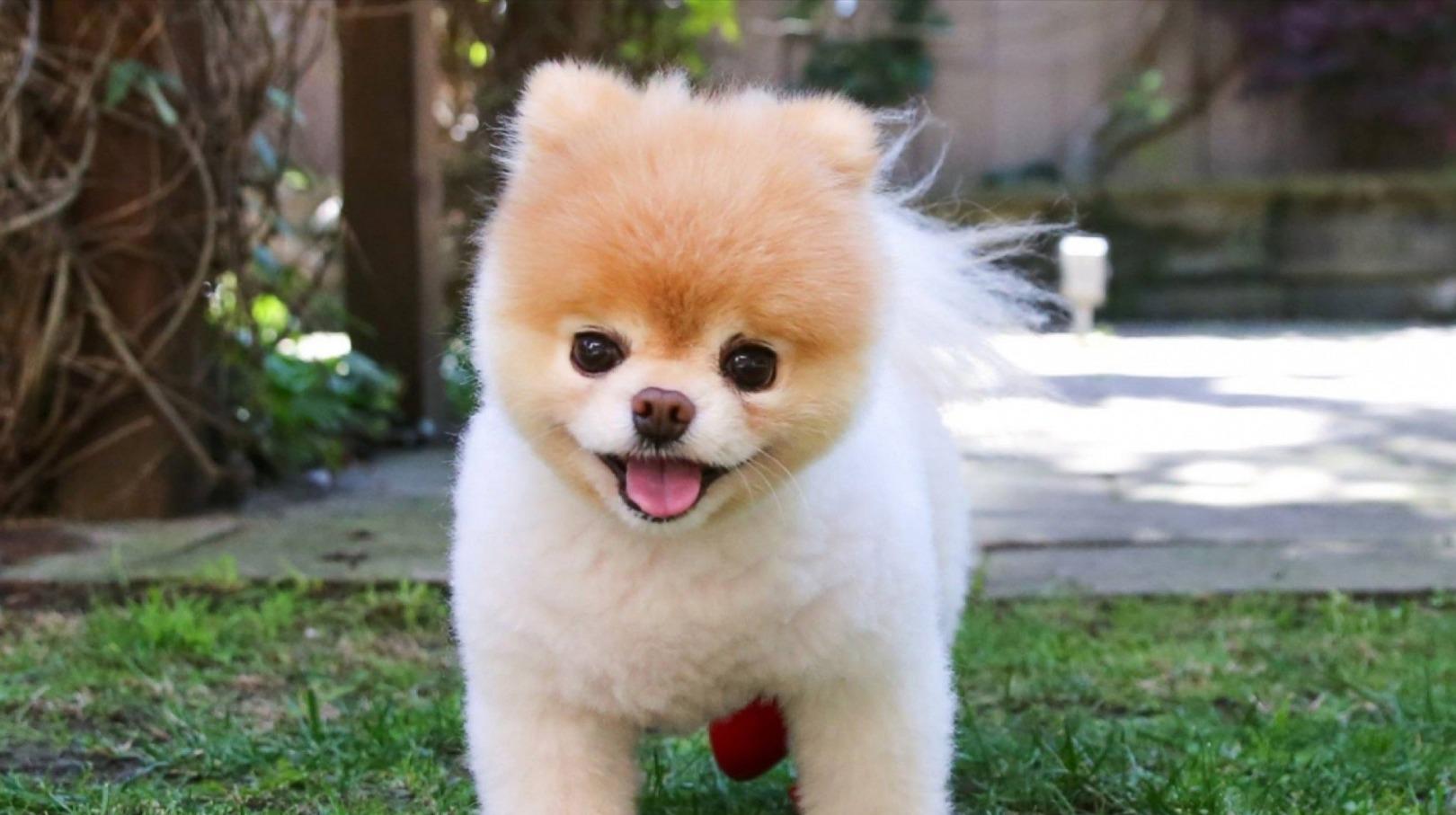 Www.Boo Www.Boo