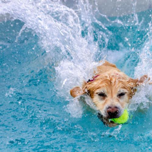 There's A Dog Friendly Pool Open In Sydney!