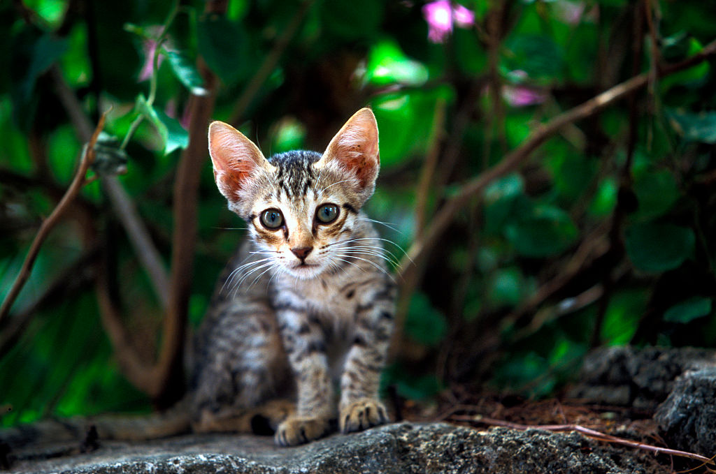 judgement stray cats