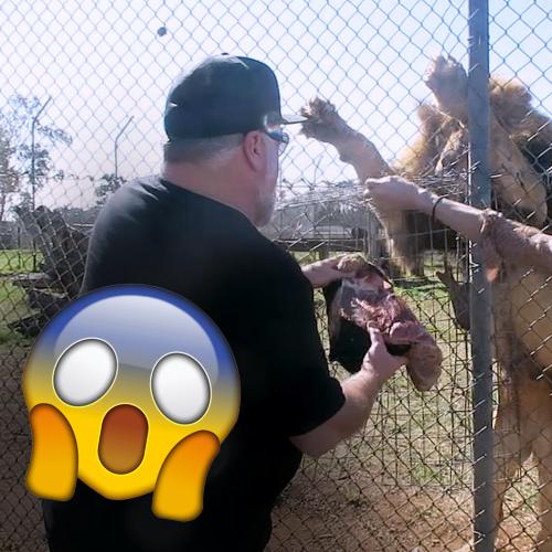 Kyle & Imogen Fed An Exotic Lion… Guess Who Was More Scared?