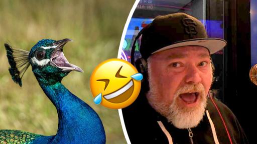 Kyle's Peacocks Can Say 1 Word... And It'll Give You Nightmares!