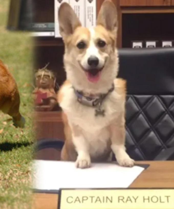 Captain Holt S Dog Cheddar In Brooklyn Nine Nine Has Died In Real Life
