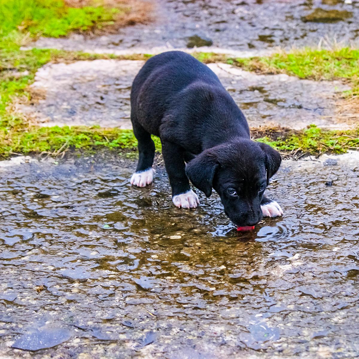 Sydney Vet S Warning Of Rare Virus Killing Dogs