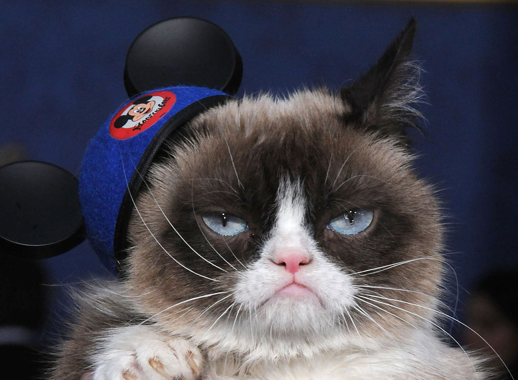 grumpy old cat grumpy old cat