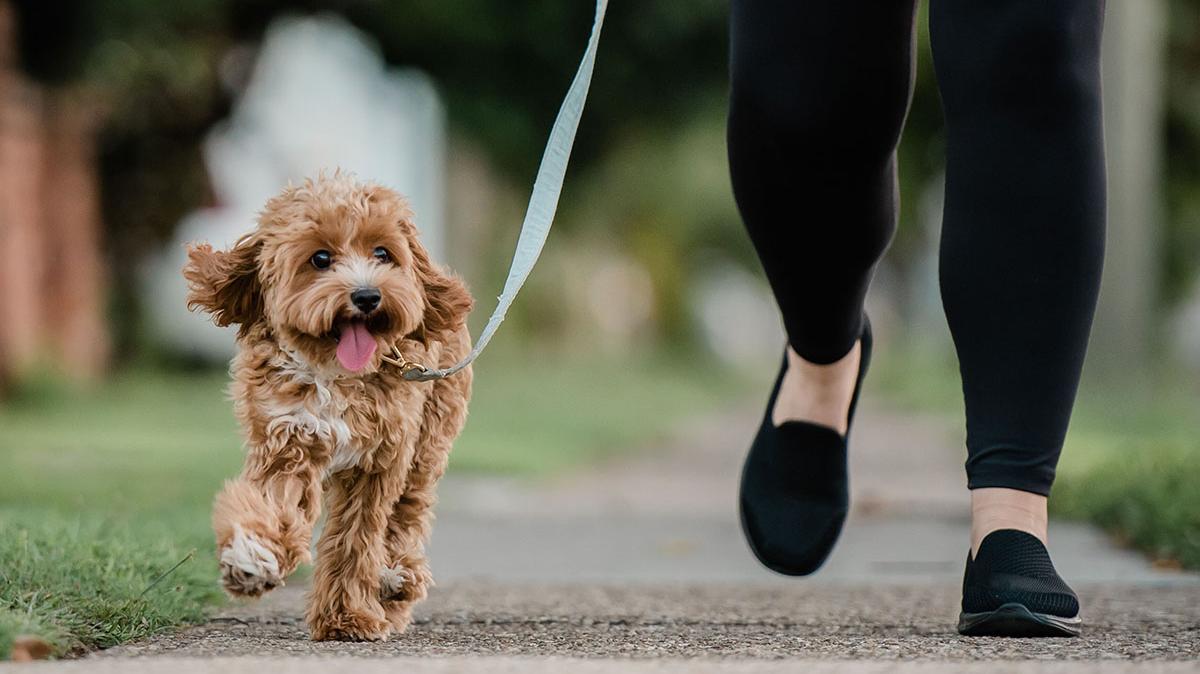 The Ultimate 'Dog Walking Shoe' Has Been Revealed