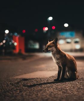 Animals Are Starting To Become Nocturnal To Avoid Humans