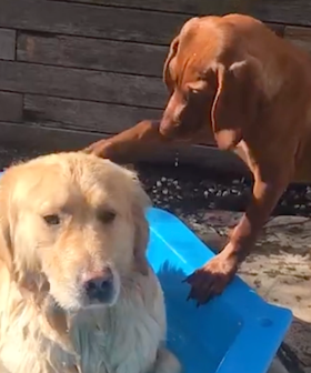 These Dog Besties Might Be The Cutest Thing On The Internet