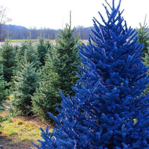Colourful Christmas Trees Are The New ‘GREEN’ This Year