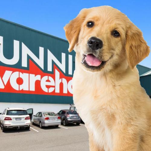 NSW Bunnings Stores To Host Pet Adoption Day