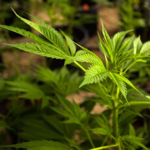 GP's Can Now Prescribe Medicinal Cannabis In Nsw