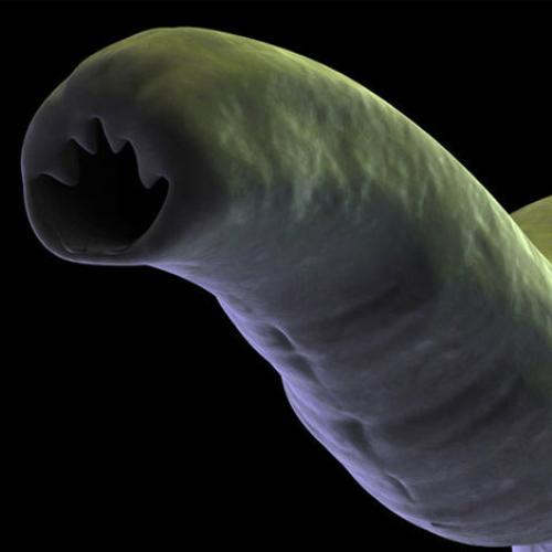 Beauty Of Biology: Worms May 'Cure' Asthma
