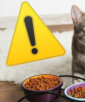 Cat Owners Warned Over Their Feeding Behavior That Could Lead To Blindness & Death