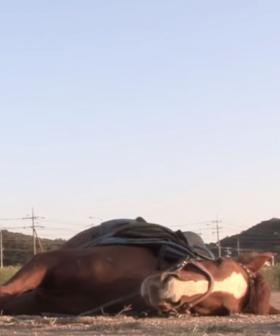 Clever Horse Plays Dead Whenever Somebody Tries To Ride Him