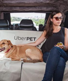 Uber Has Launched A Pet-Friendly Service Called Uber Pet
