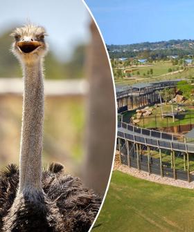 Sydney Zoo's Opening Date Announced