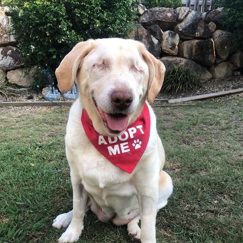 Blind Labrador Named Dumpling is Looking for a New Home