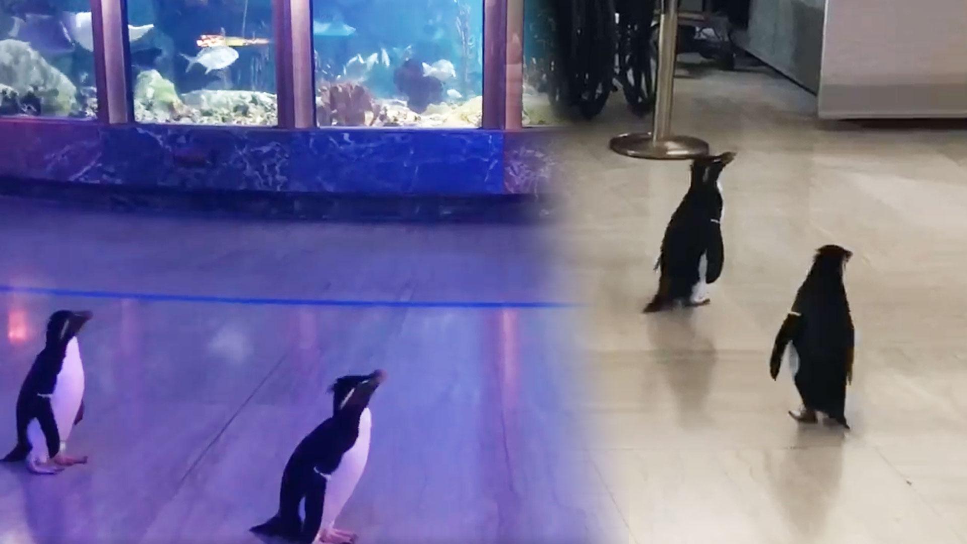 This Aquarium Shut Down, So Now These Penguins Get To Finally