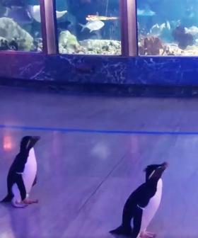 This Aquarium Shut Down, So Now These Penguins Get To Finally Experience It Like Tourists