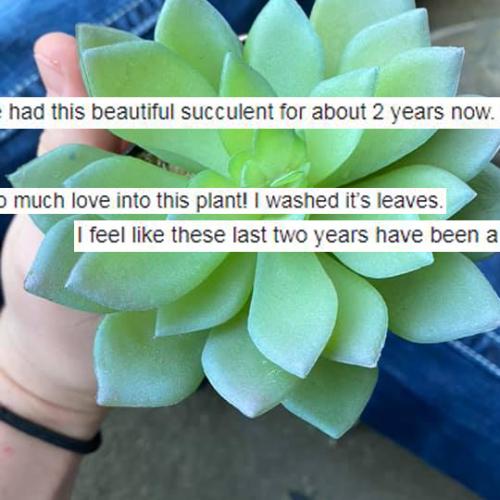 Aussie Woman Waters Succulent For Years Before Discovering It's Actually Fake