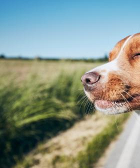 Uber Pets Launches In Sydney So You Can Now Ride With Your Fur-Baby