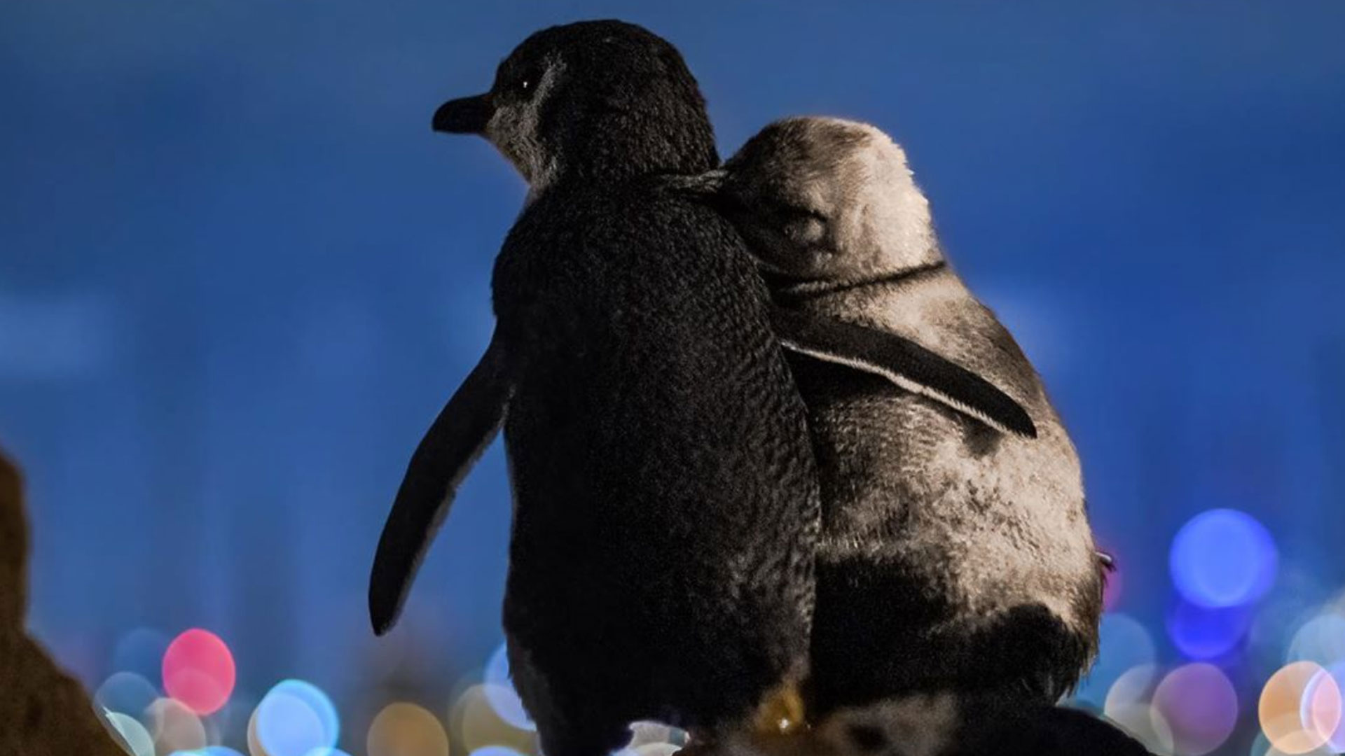 This Photo Of Two Widowed Penguins Consoling Each Other