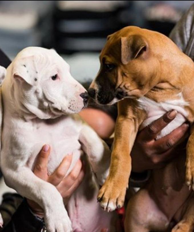 Here S A List Of Small Dogs That Don T Shed To Convince Your Family To Adopt A Doggie In Iso