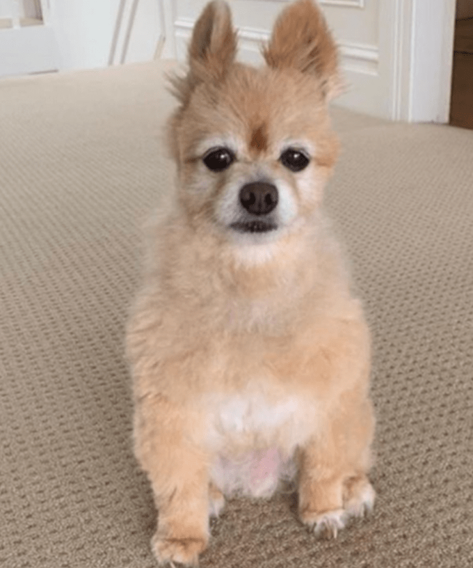 This Dog's Hilarious Isolation Haircut Has The Internet In ...