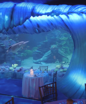 You Can Book The ENTIRE SYDNEY AQUARIUM For A 10-Person Dinner Right Now