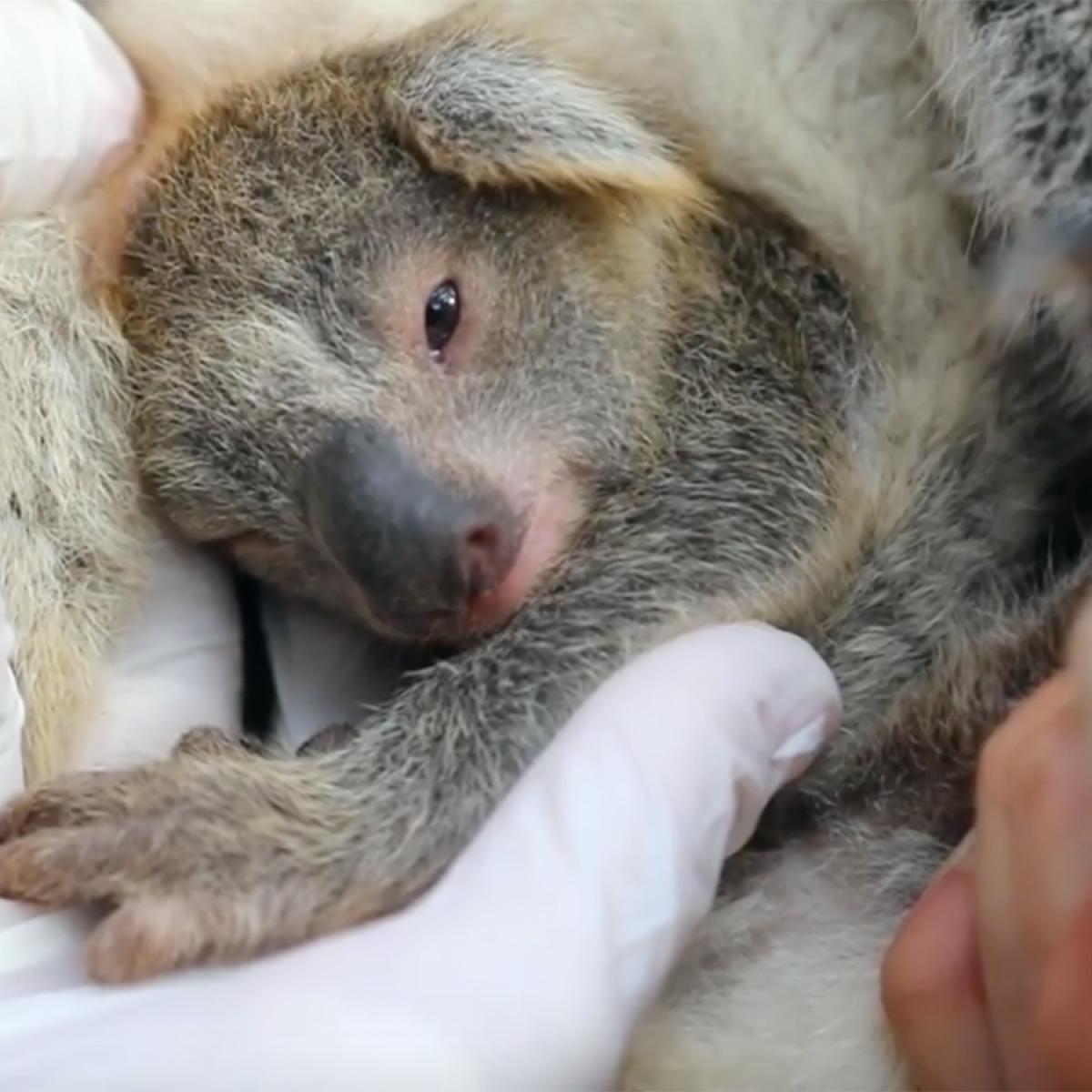 Meet Ash The First Baby Koala Born Following The Devastating