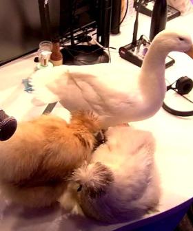 Round 2 - Producer 'Snappy Tom' ambushed with MORE BIRDS! 🐔