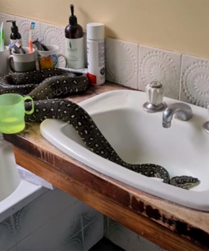 Family Finds Massive Diamond Python In Their Bathroom Sink Because