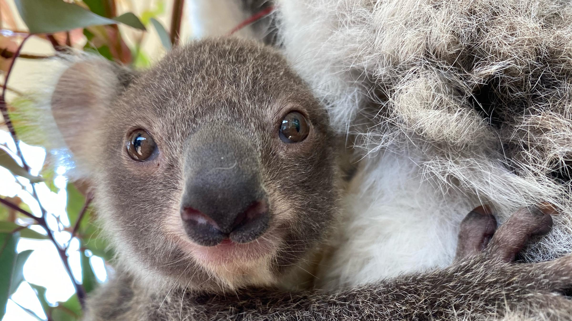 Adorable Baby Koala At Sydney Zoo Has Been Given The CUTEST Name!