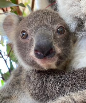 Adorable Baby Koala At Sydney Zoo Has Been Given The CUTEST Name!