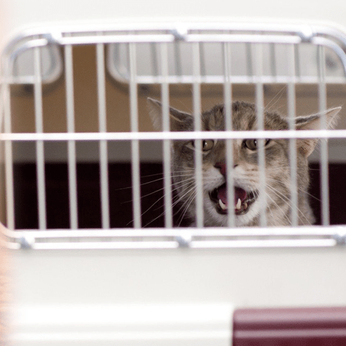 Cats Send Flight Into Chaos After Escaping, Leaving Passengers To Hunt Them Down