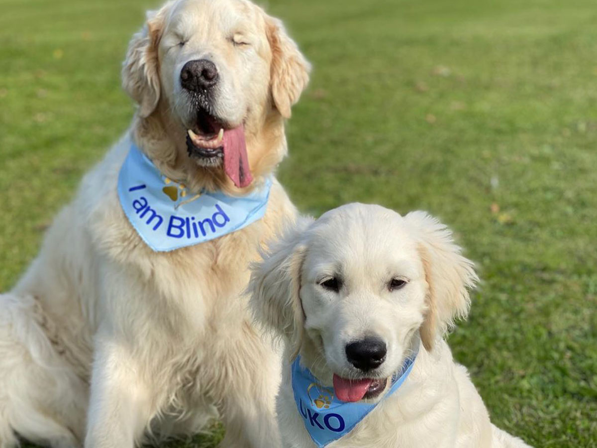 seeing eye puppy for blind dog