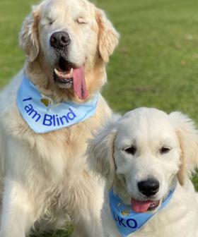 Blind Dog Gets His Very Own Guide Dog Puppy!