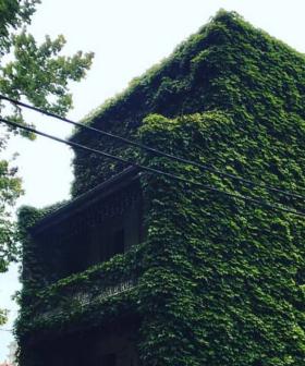 Sydney's "Scariest" House Is Becoming Overgrown By IVY!
