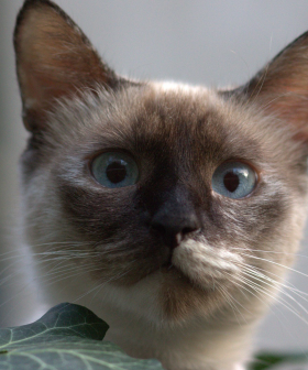 This Lady Has Been Busted As A "Cat Stealer"