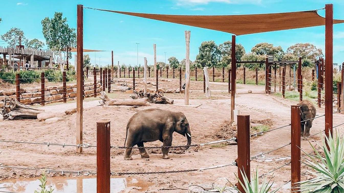 Chimpanzee Found Dead At Sydney Zoo