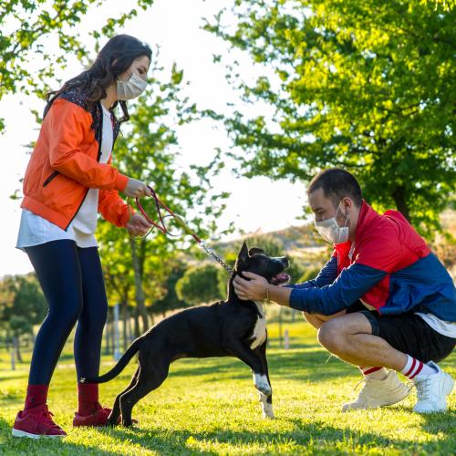 Here Are Some Tips To Help You Pick Up While Walking The Dog At The Park