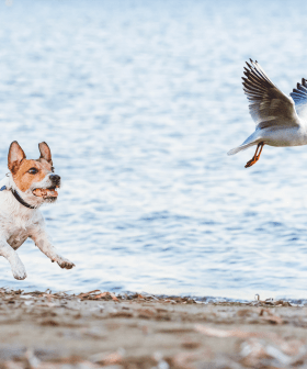 Meet The Aussie Dog Who Makes $200k Per Year All By Chasing Seagulls!