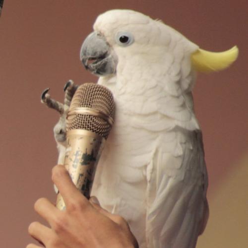 An Album Featuring Australian Birdsongs Is Beating Mariah Carey And Michael Bublé In The Charts