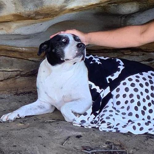 Dog Of Missing Fisherman Swims To Shore In The Dark After Boat Flipped In Sydney's North