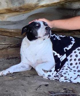 Dog Of Missing Fisherman Swims To Shore In The Dark After Boat Flipped In Sydney's North