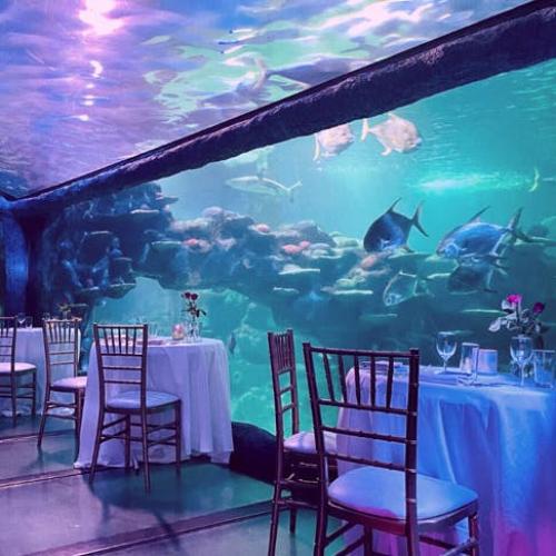Book An Underwater Dinner For Valentines Day At Sydney Aquarium