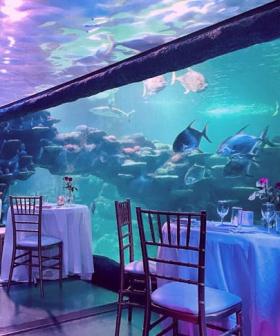 Book An Underwater Dinner For Valentines Day At Sydney Aquarium