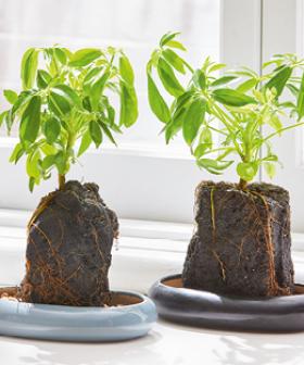 Heading Back To The Office? Brighten Your Desk With An Aldi Volcanic Rock Indoor Plant