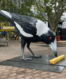 A MASSIVE Magpie Statue Has Just Been Unveiled In Canberra