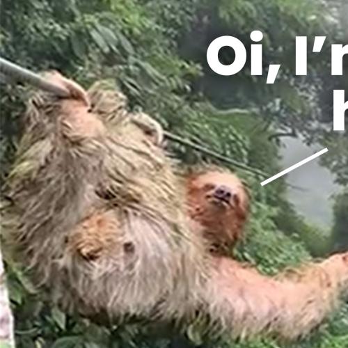 Watch This Kid Come Face-To-Face With A Sloth, Literally.